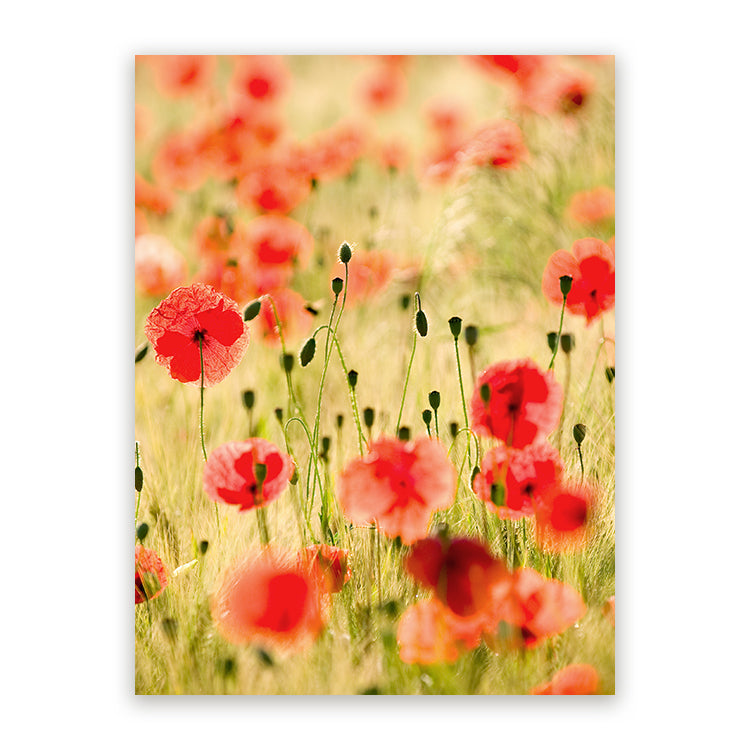 Canvas Schilderij Poppy Flowers