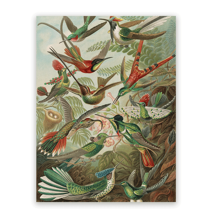 Canvas Schilderij Kolibries