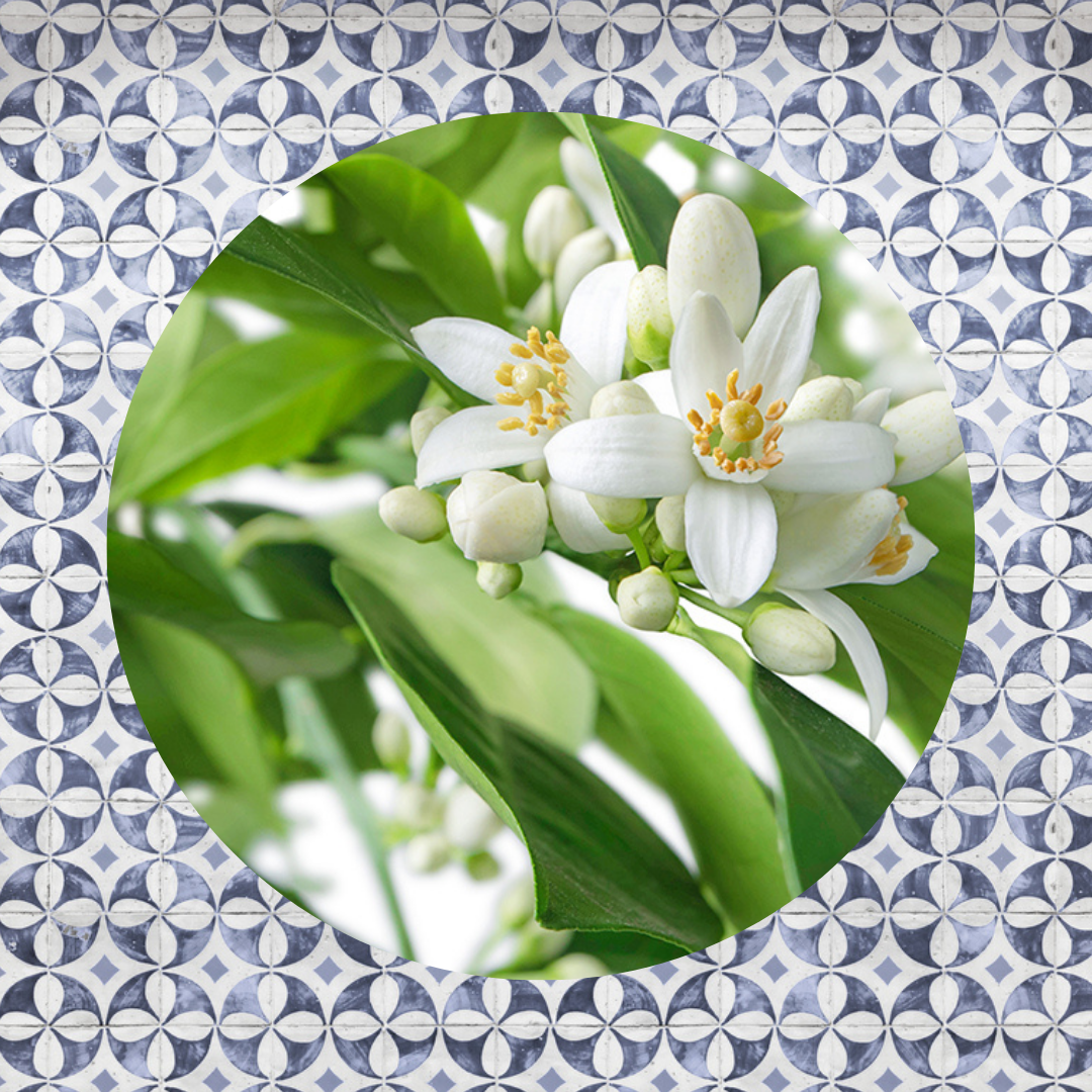 Muurcirkel Citrusbloesems in volle Pracht