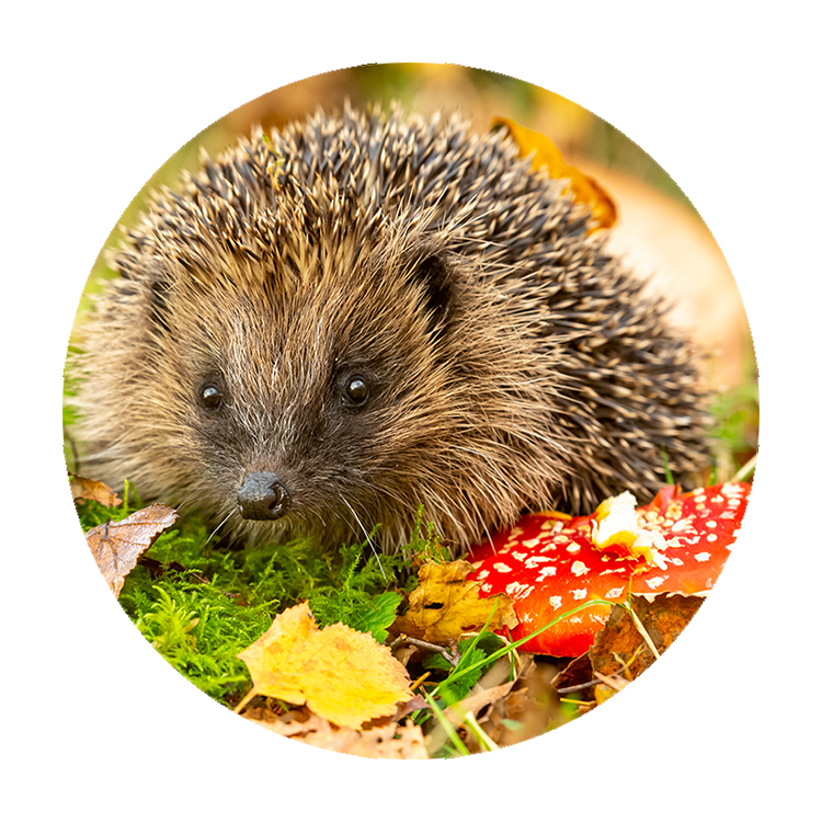 Muurcirkel Egel in Herfstlandschap