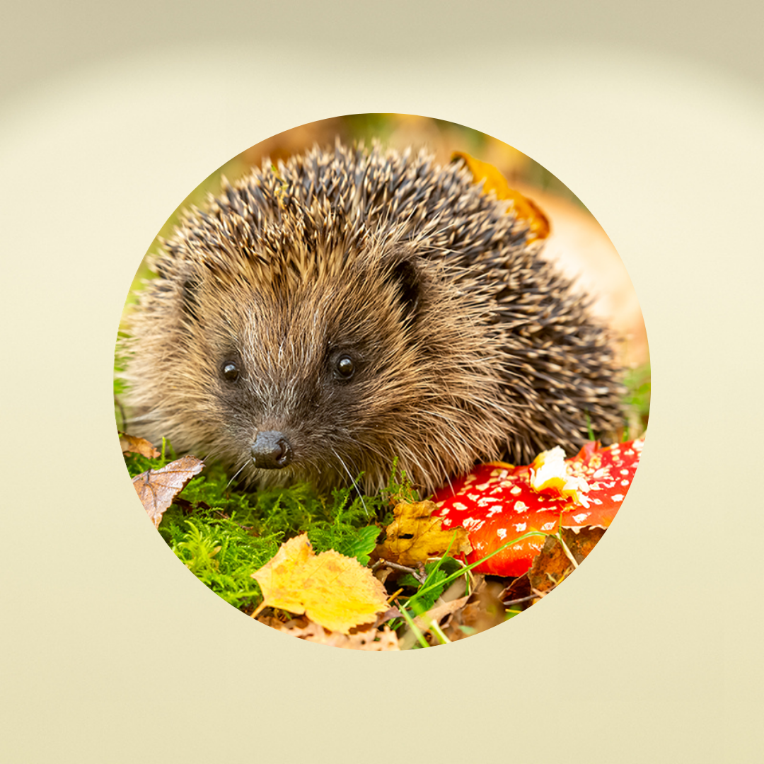 Muurcirkel Egel in Herfstlandschap