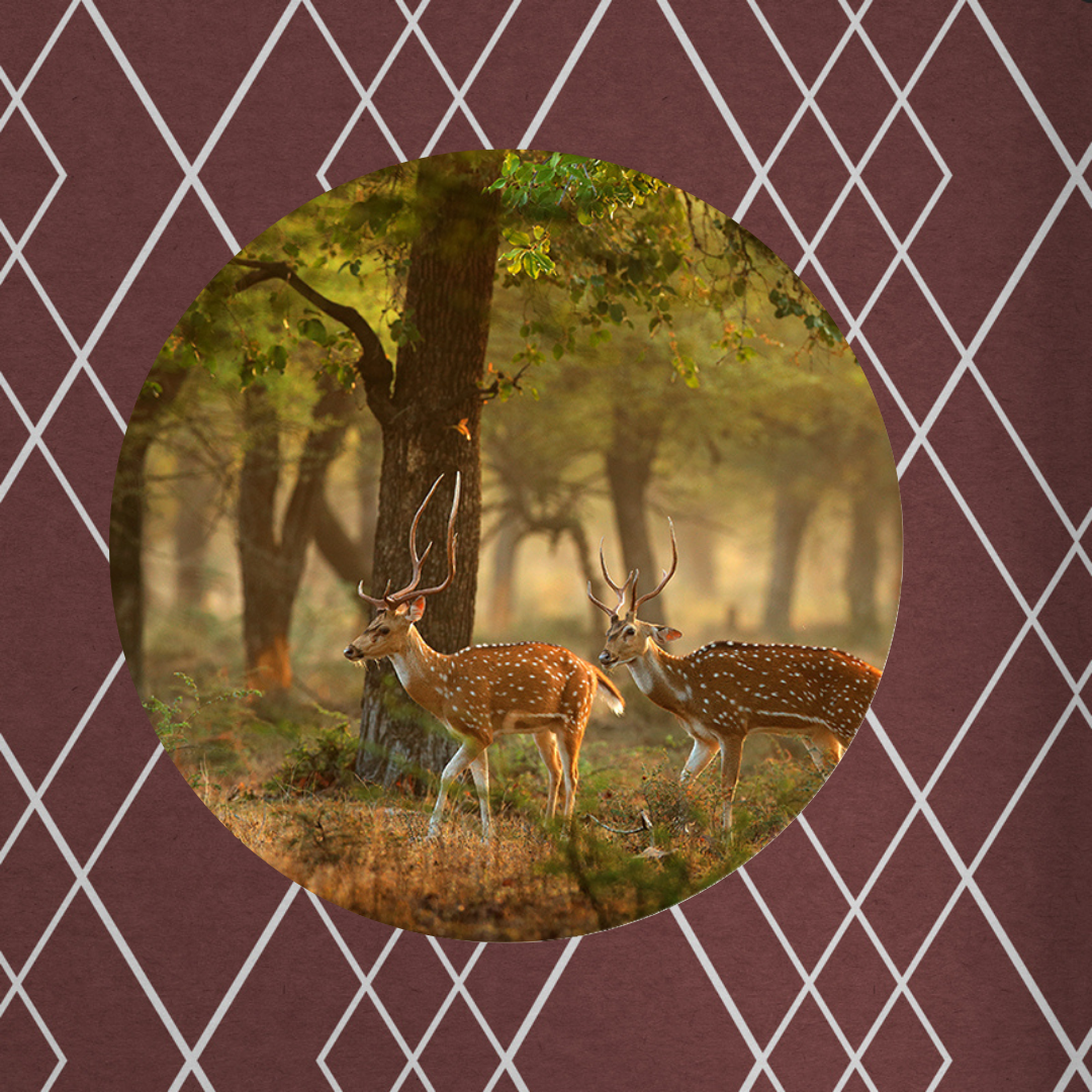 Muurcirkel Herten in Herfstbos