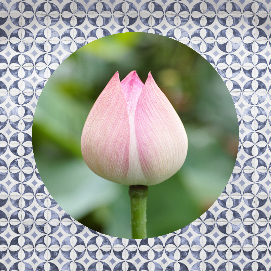 Muurcirkel Lotus Bloem