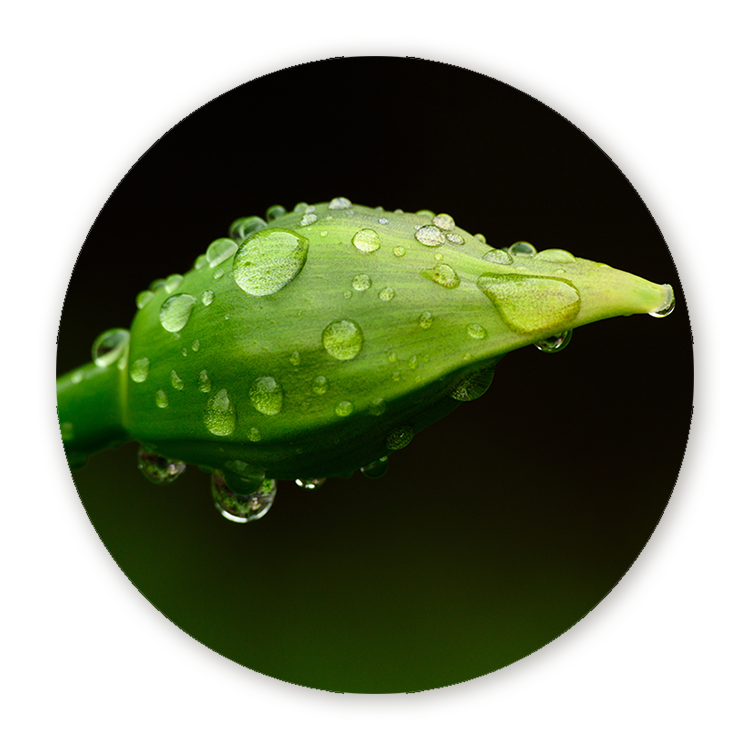 Muurcirkel Parels van Regen op Lenteknop