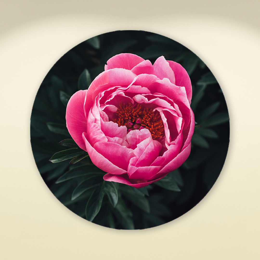 Muurcirkel Prachtige Rose Pioenroos