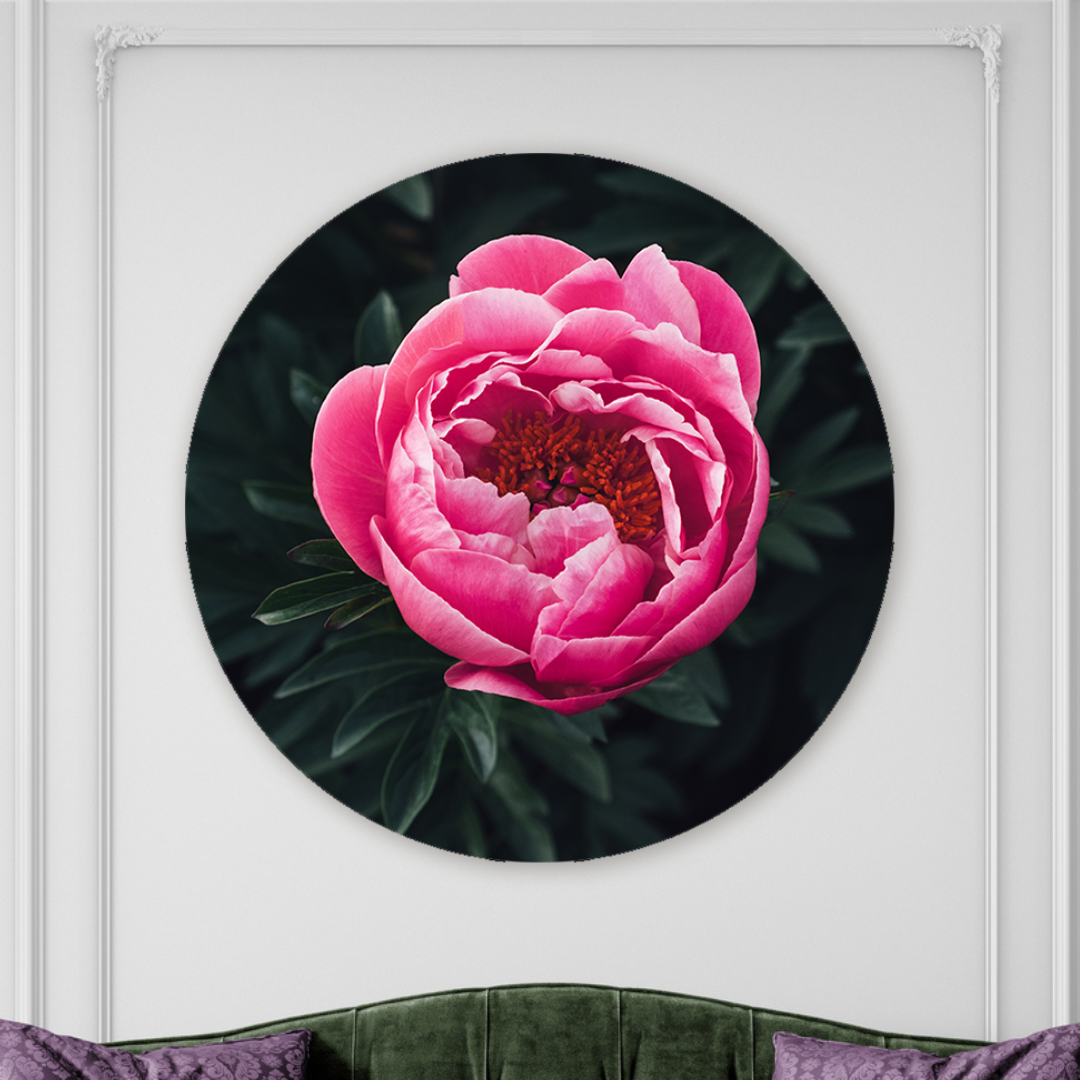 Muurcirkel Prachtige Rose Pioenroos