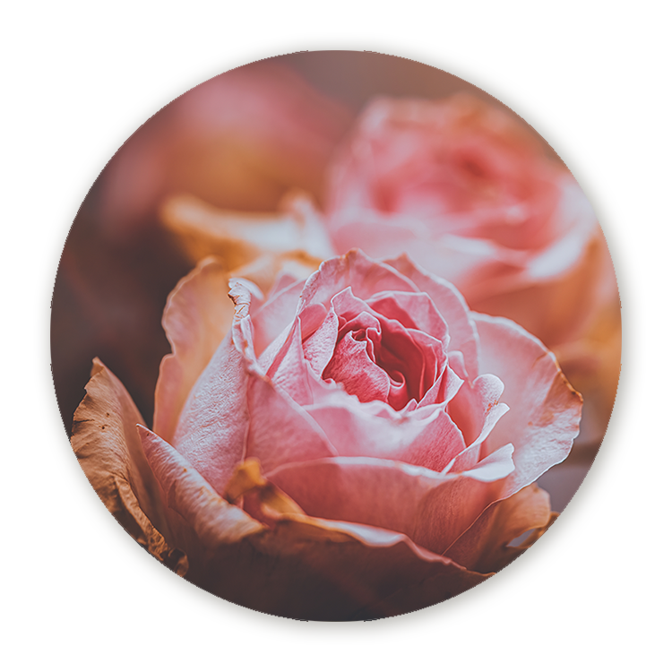 Muurcirkel Roze Rozen
