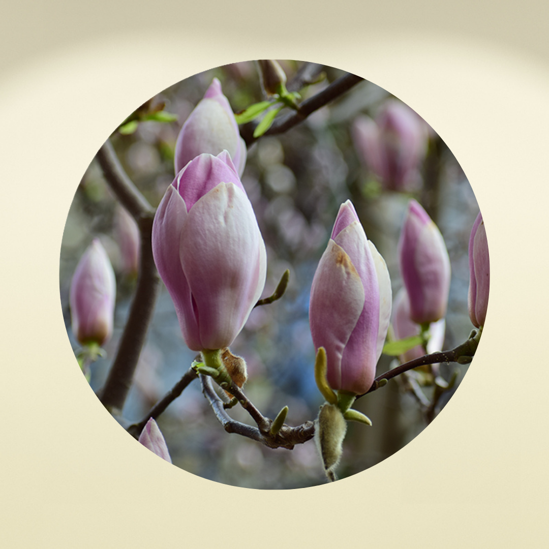 Muurcirkel Roze Magnolia's