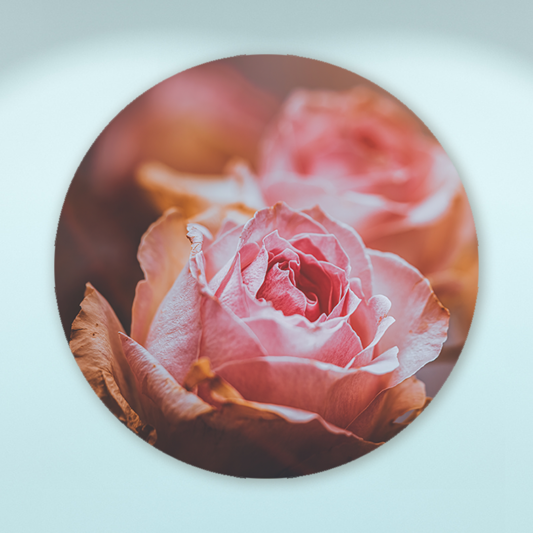 Muurcirkel Roze Rozen