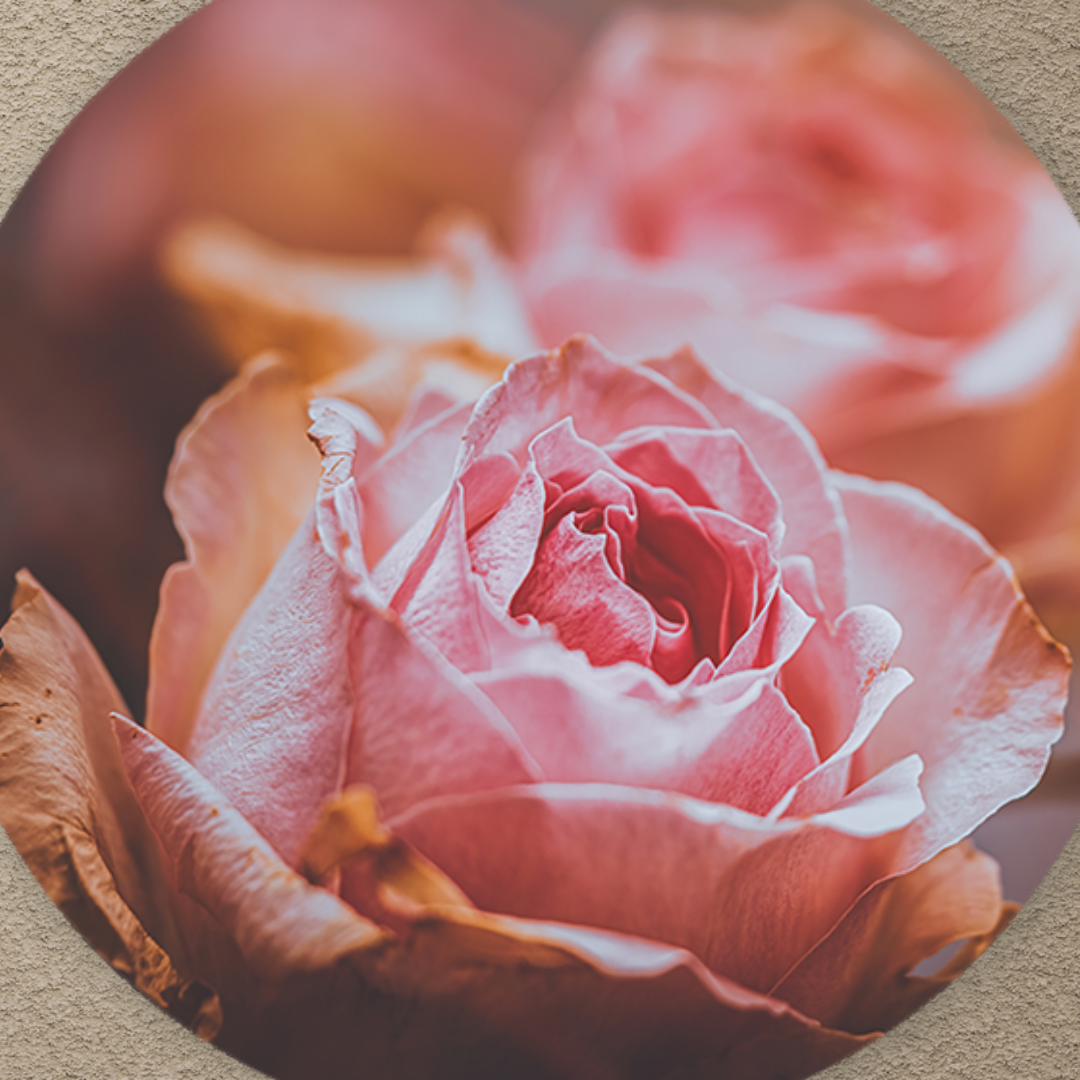 Muurcirkel Roze Rozen