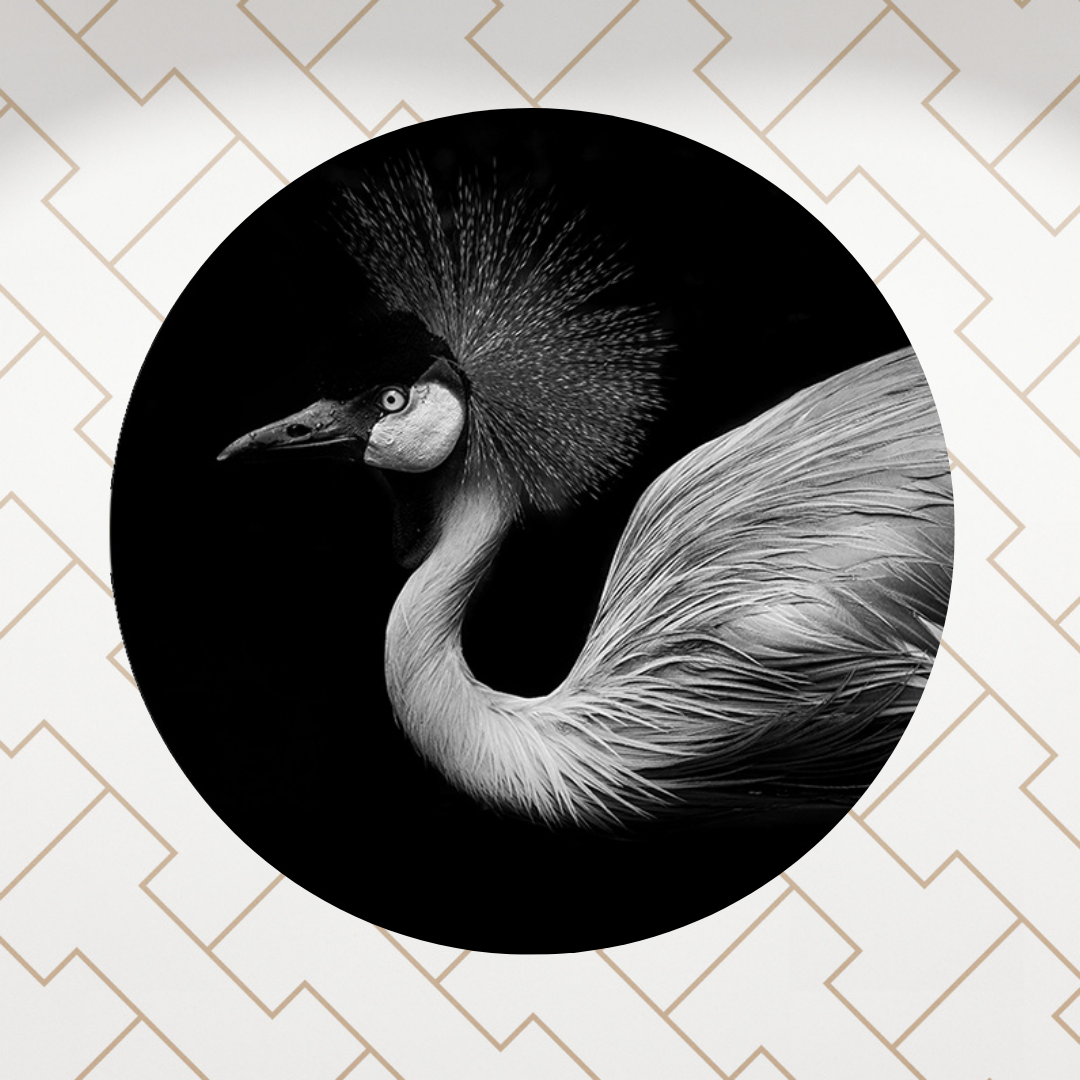 Muurcirkel Schaduwspel Flamingo