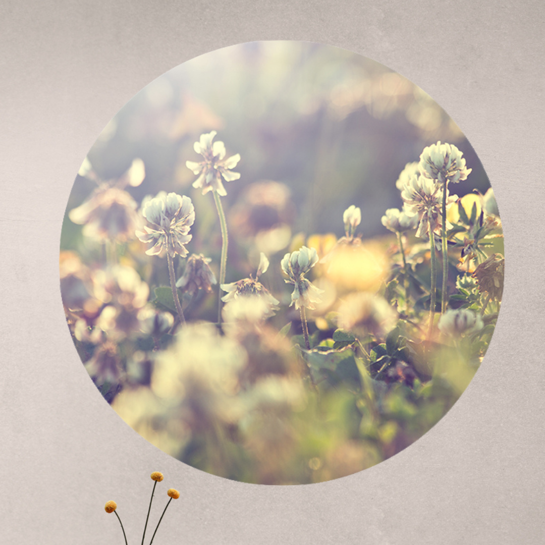 Muurcirkel Vintage Flowers