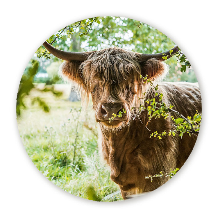 Muurcirkel Vredige Hooglander