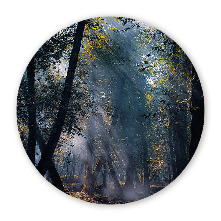 Schilderij Zonnestralen in het Bos