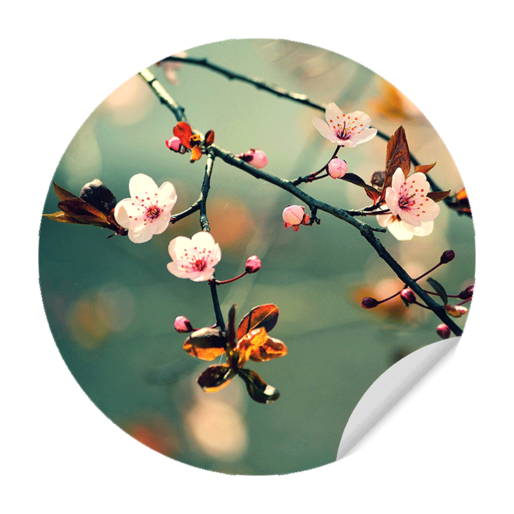 Muursticker - Kersenbloem Sakura