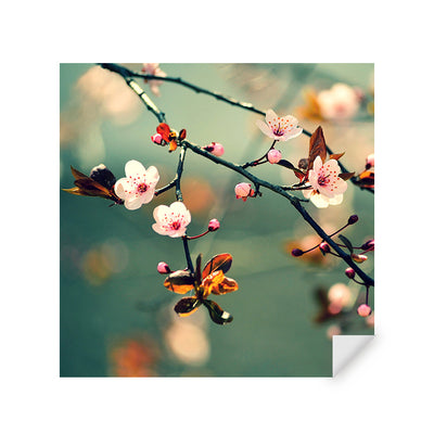 Muursticker - Kersenbloem Sakura