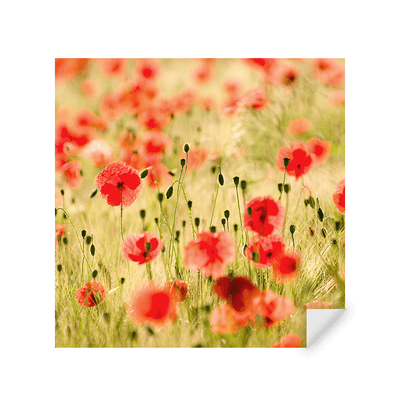Muursticker - Poppy Flowers