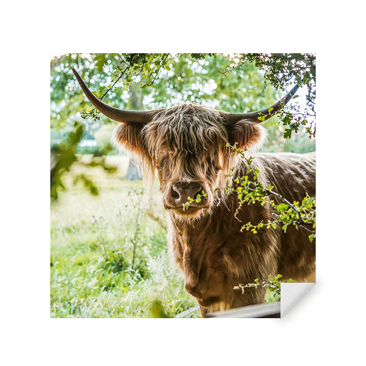 Muursticker - Vredige Hooglander