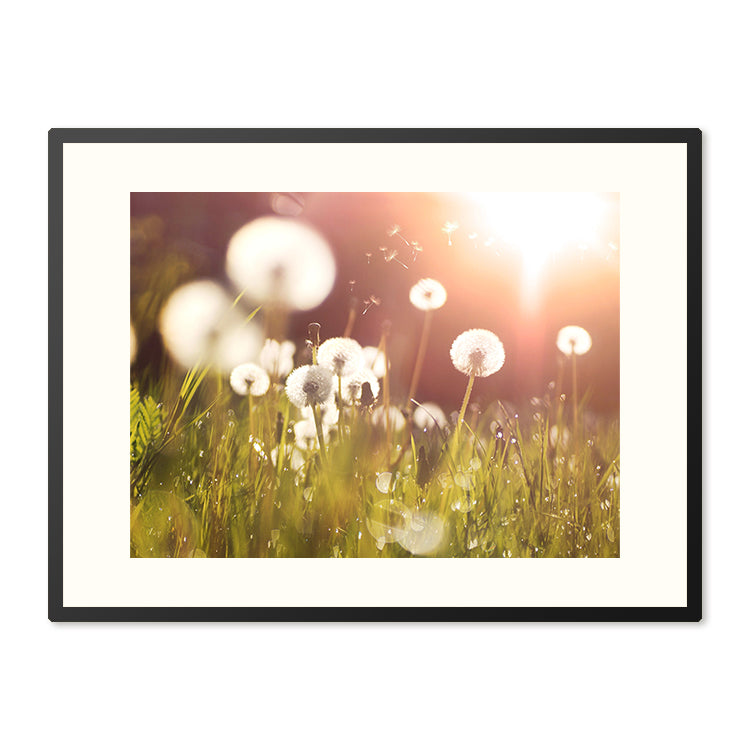 Poster in Lijst Pluizige Paardenbloem