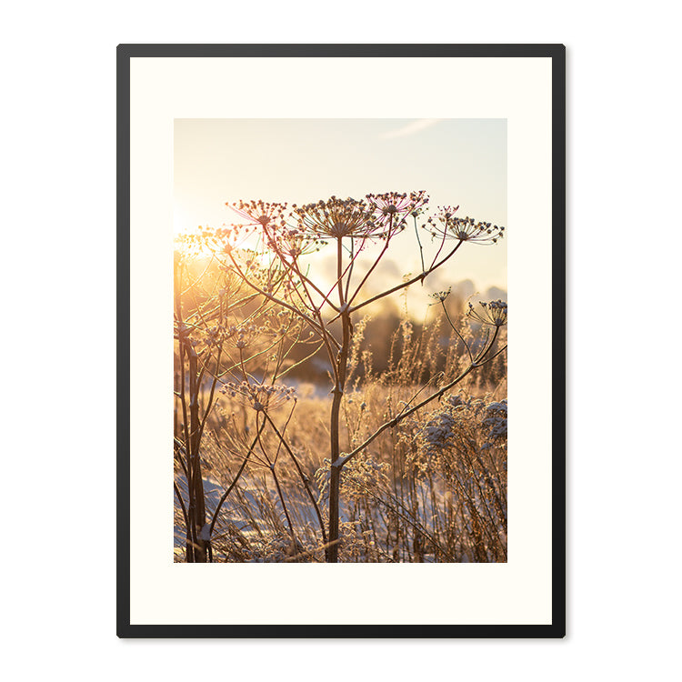 Poster in Lijst Droogplanten in Winterzon