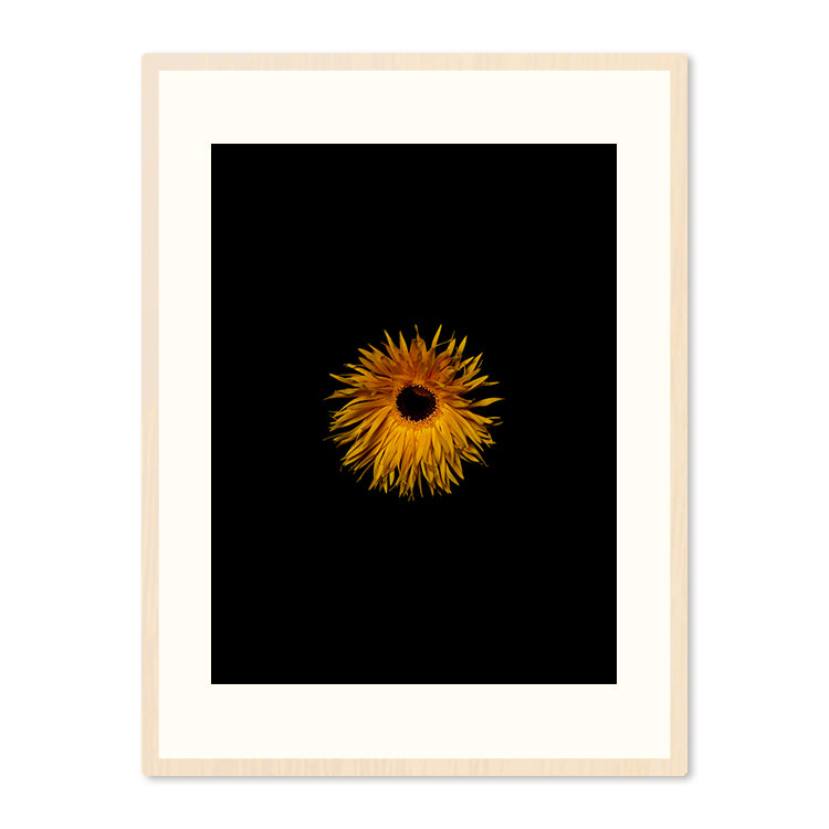Poster in Lijst Immortelle Strobloem