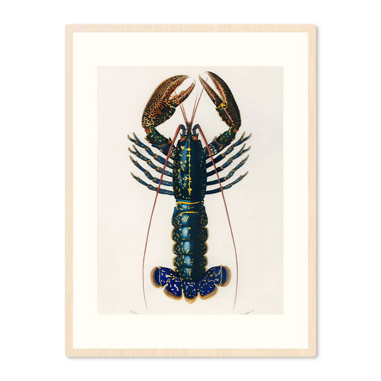 Poster in Lijst Lobster