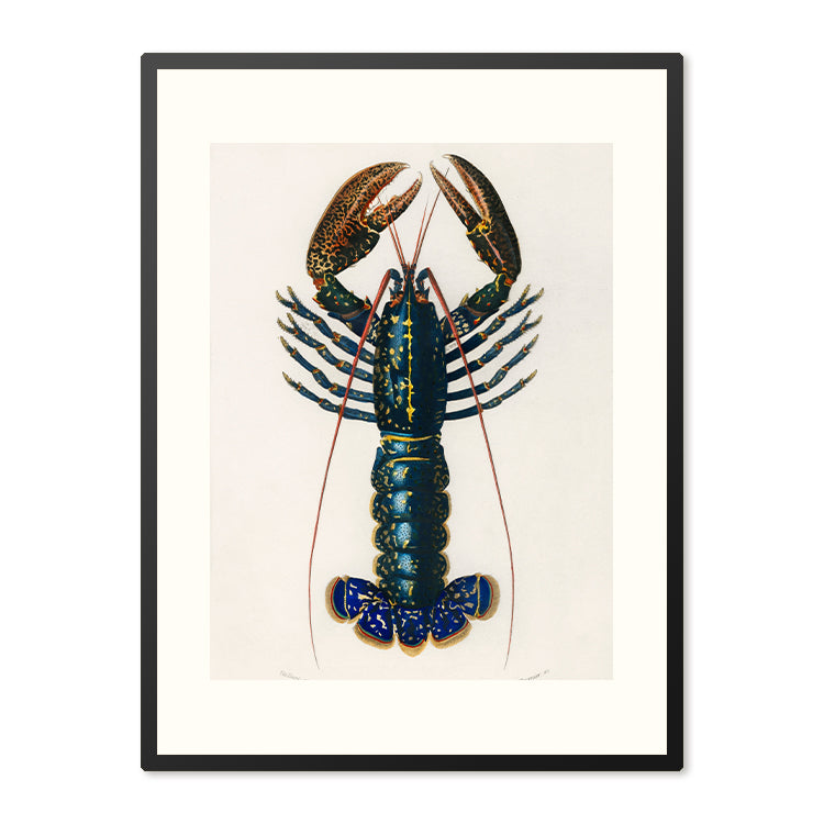 Poster in Lijst Lobster