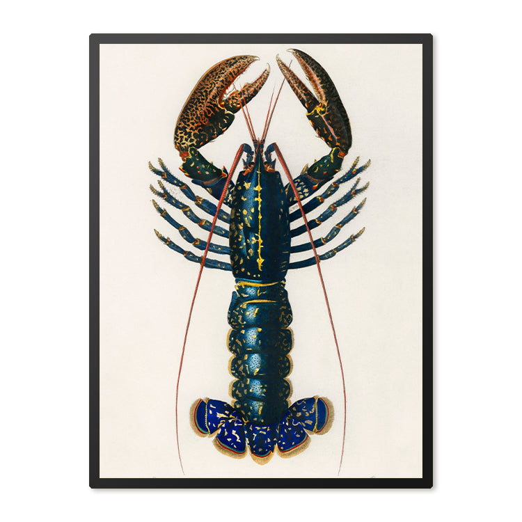 Poster in Lijst Lobster