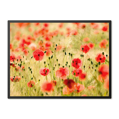 Poster in Lijst Poppy Flowers