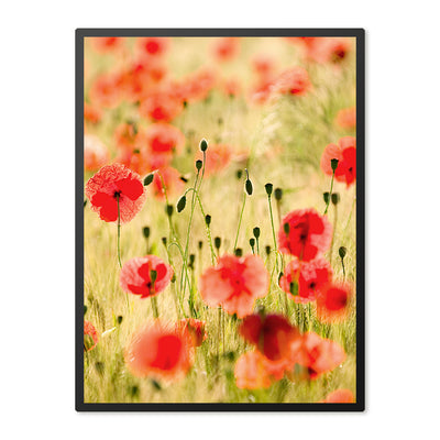 Poster in Lijst Poppy Flowers