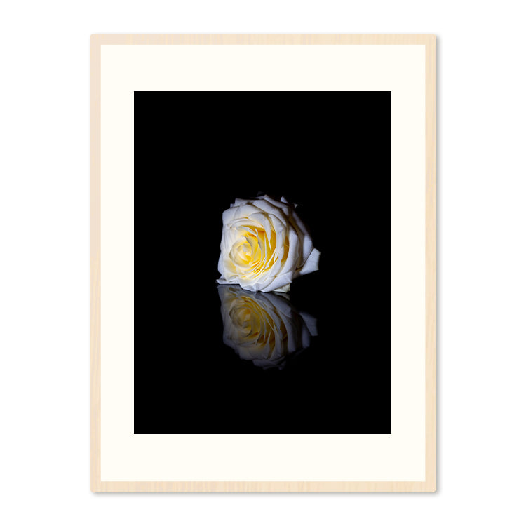 Poster in Lijst Witte Roos