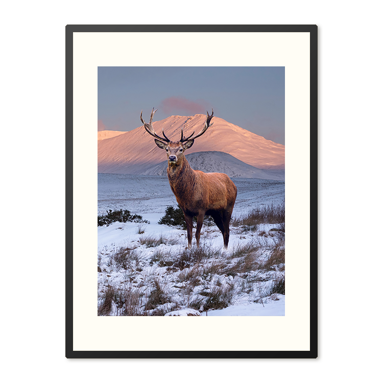 Poster in Lijst Hert in Winterlandschap