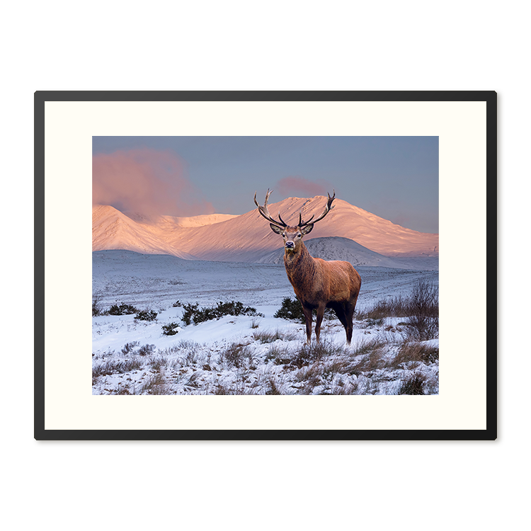 Poster in Lijst Hert in Winterlandschap