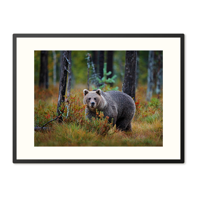 Poster in Lijst Bruine Beer in Herfstbos