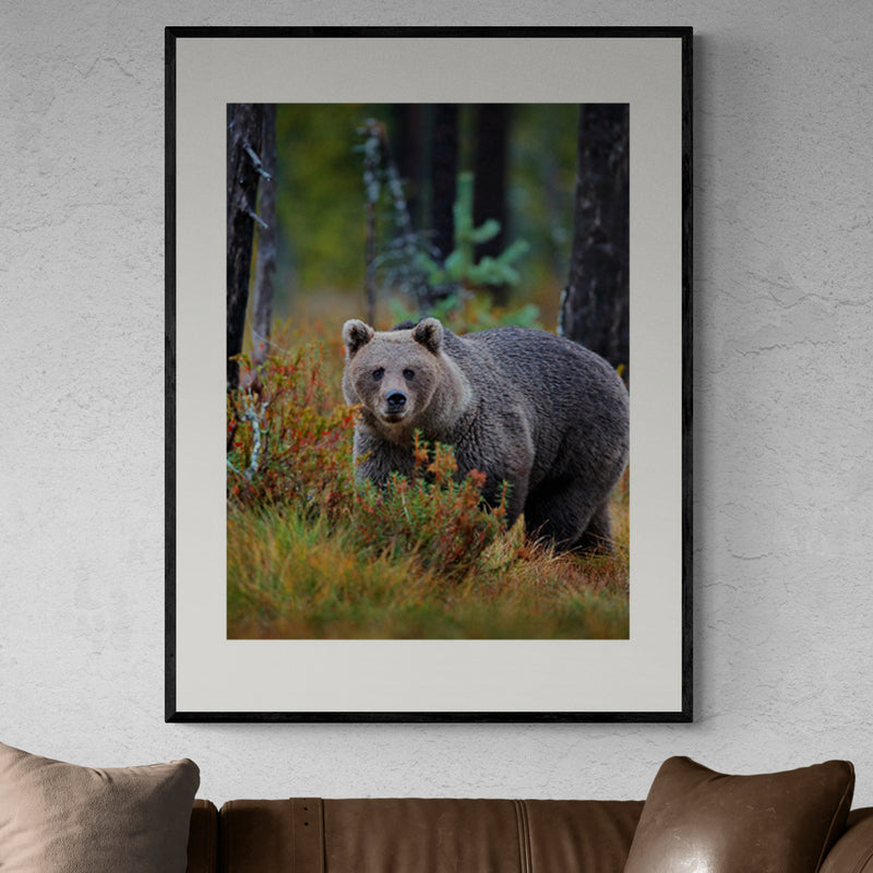Poster in Lijst Bruine Beer in Herfstbos