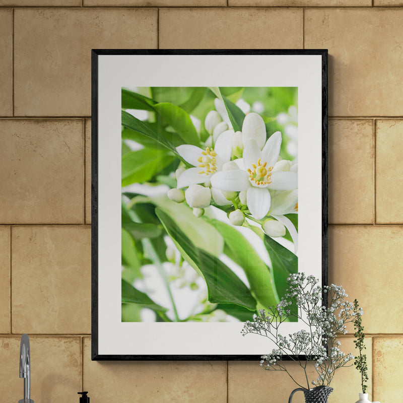 Poster in Lijst Citrusbloesems in volle Pracht