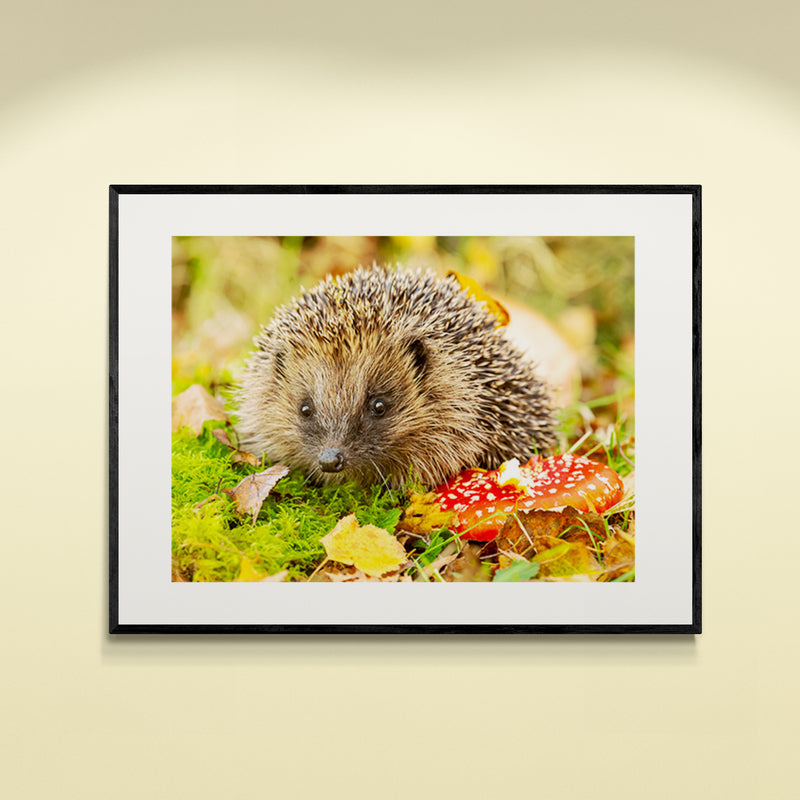 Poster in Lijst Egel in Herfstlandschap