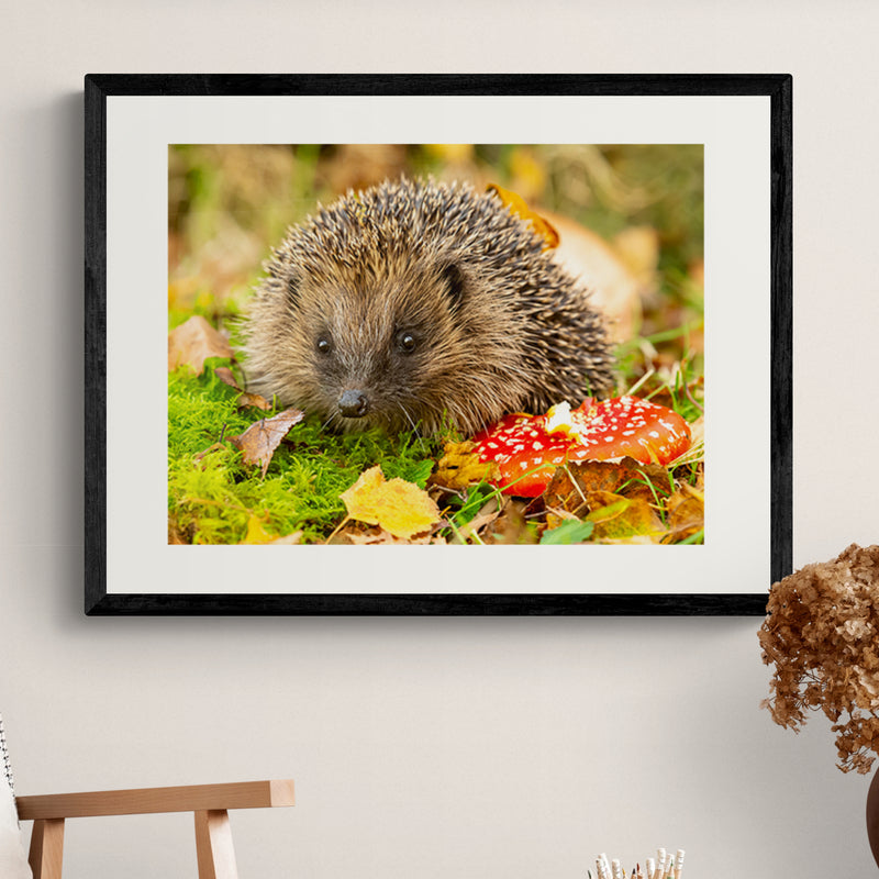 Poster in Lijst Egel in Herfstlandschap