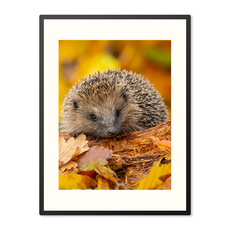 Poster in Lijst Herfstsnuffel