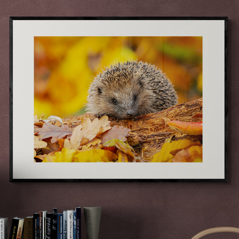 Poster in Lijst Herfstsnuffel