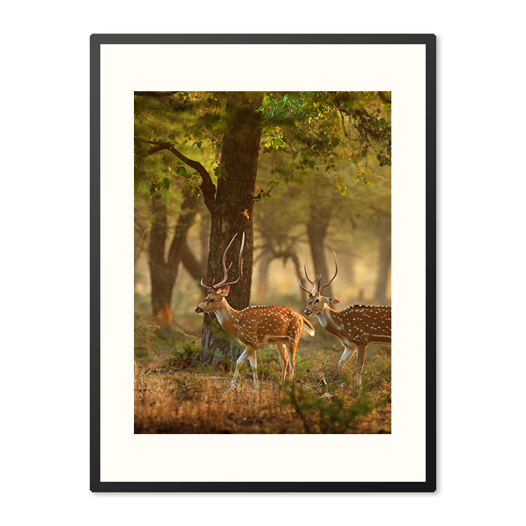 Poster in Lijst Herten in Herfstbos