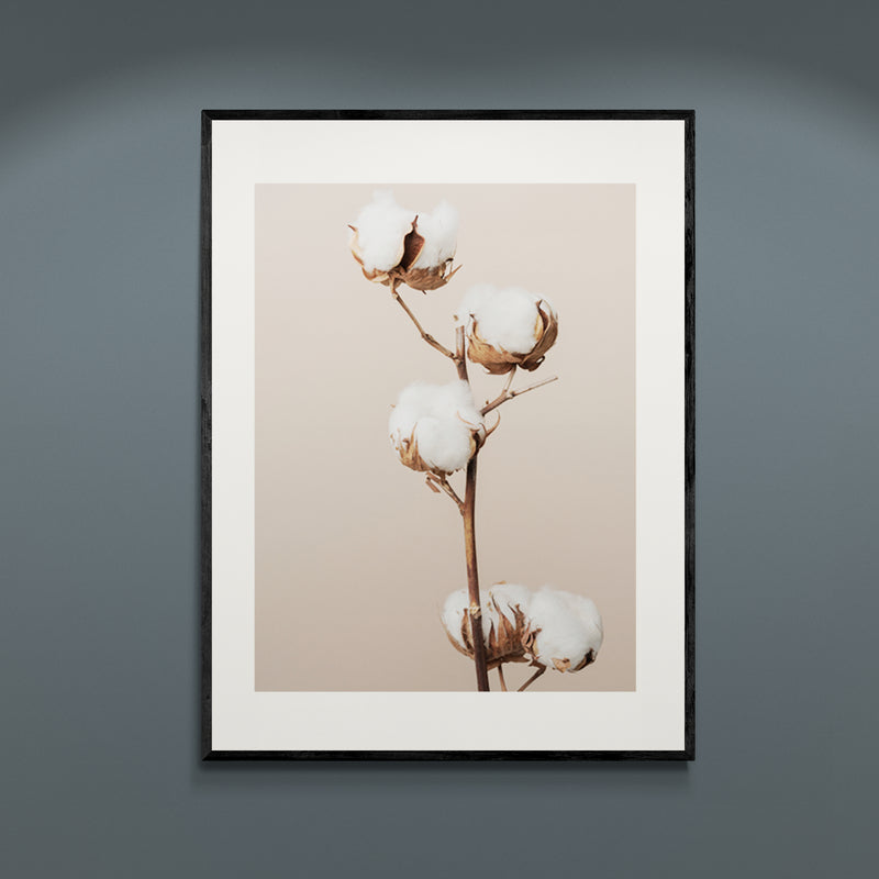 Poster in Lijst Katoenplant