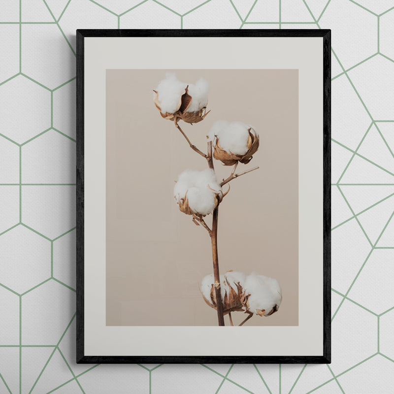 Poster in Lijst Katoenplant