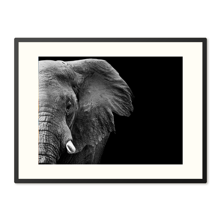 Poster in Lijst Krachtige Olifant