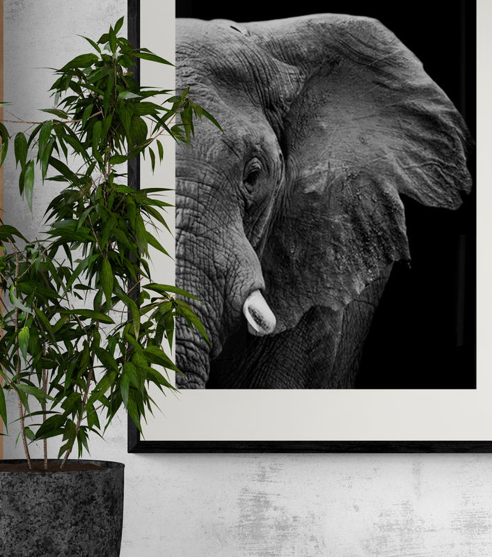 Poster in Lijst Krachtige Olifant
