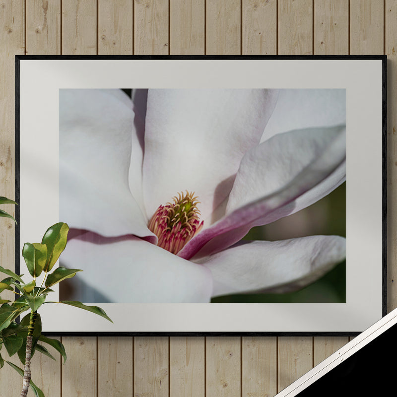 Poster in Lijst Magnolia Bloesem