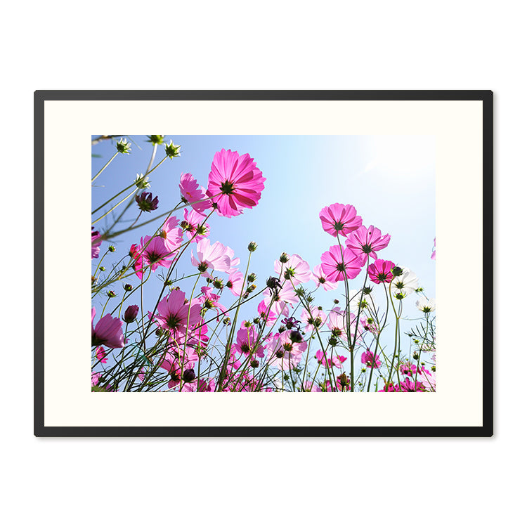 Poster in Lijst Roze bloemen en blauwe hemel