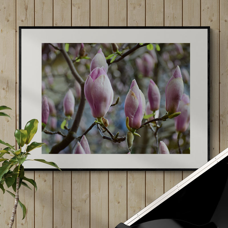 Poster in Lijst Roze Magnolia's
