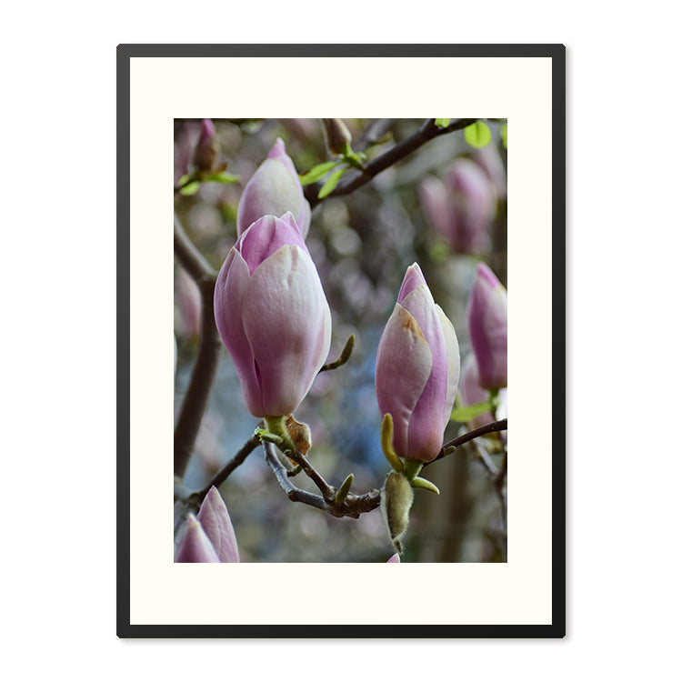 Poster in Lijst Roze Magnolia's