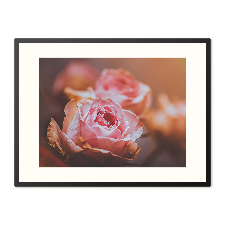 Poster in Lijst Roze Rozen